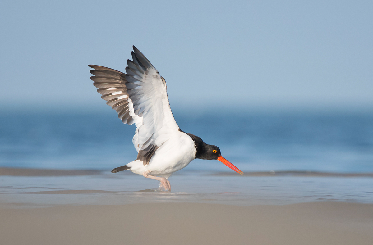 American Oystercatcher Landing