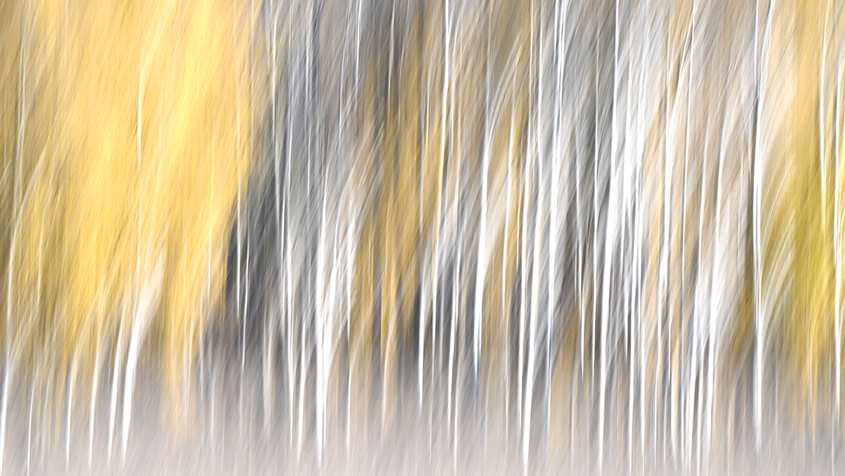 Aspen Trees Abstract