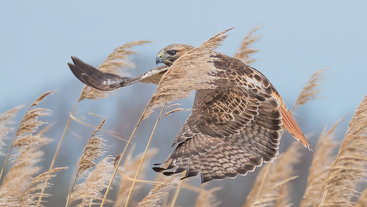 Red-Tailed Hawk In Flight