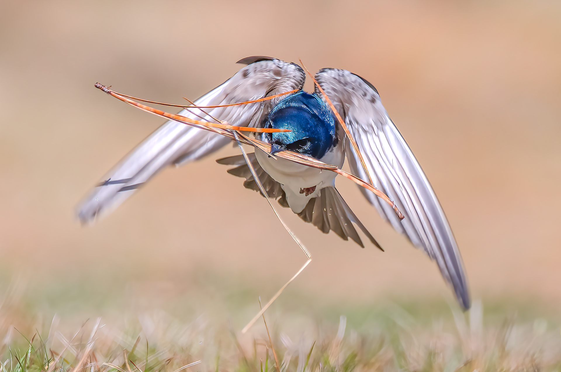 tree swallow picking up material