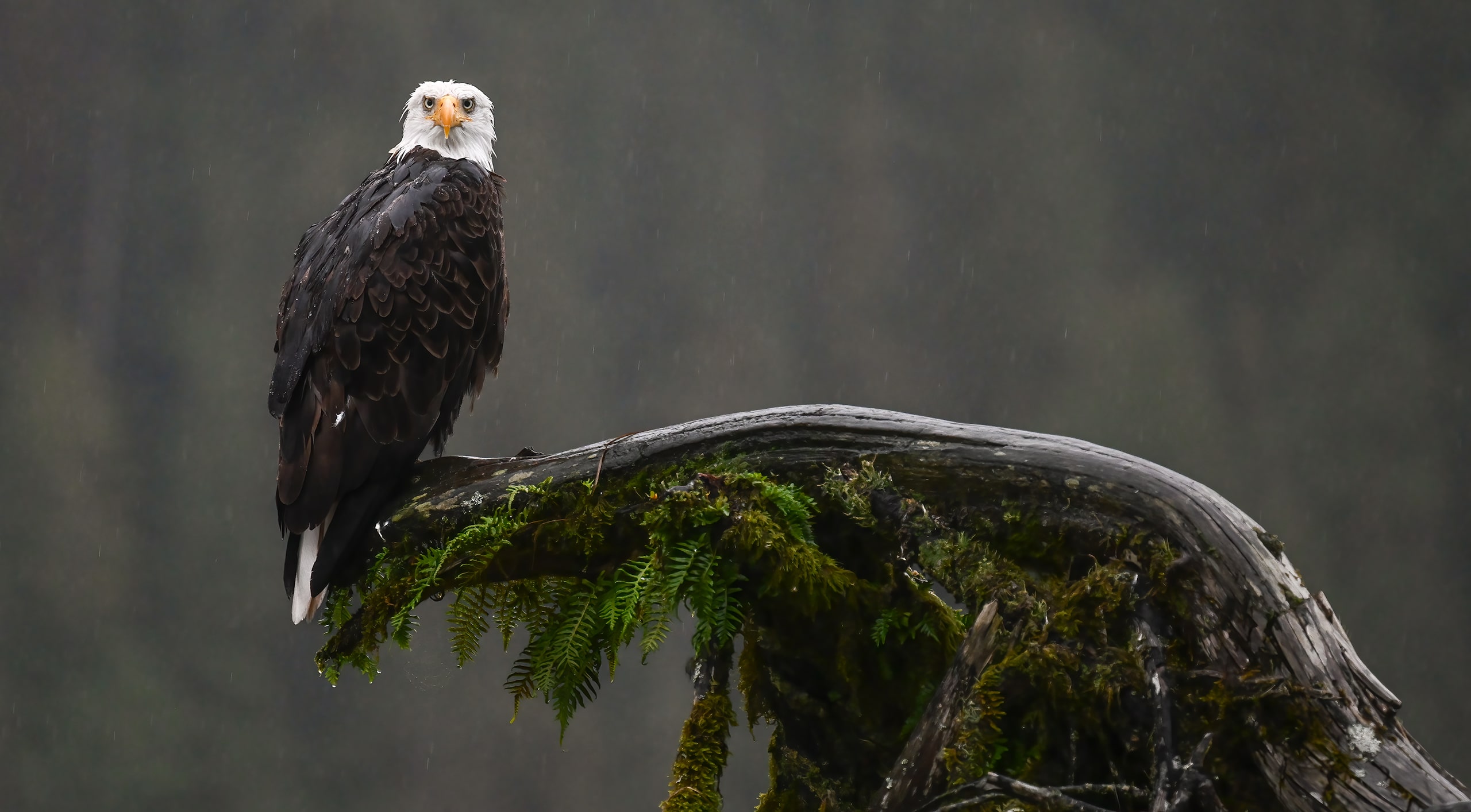 Bald-Eagle-Great-Bear-Rainforest