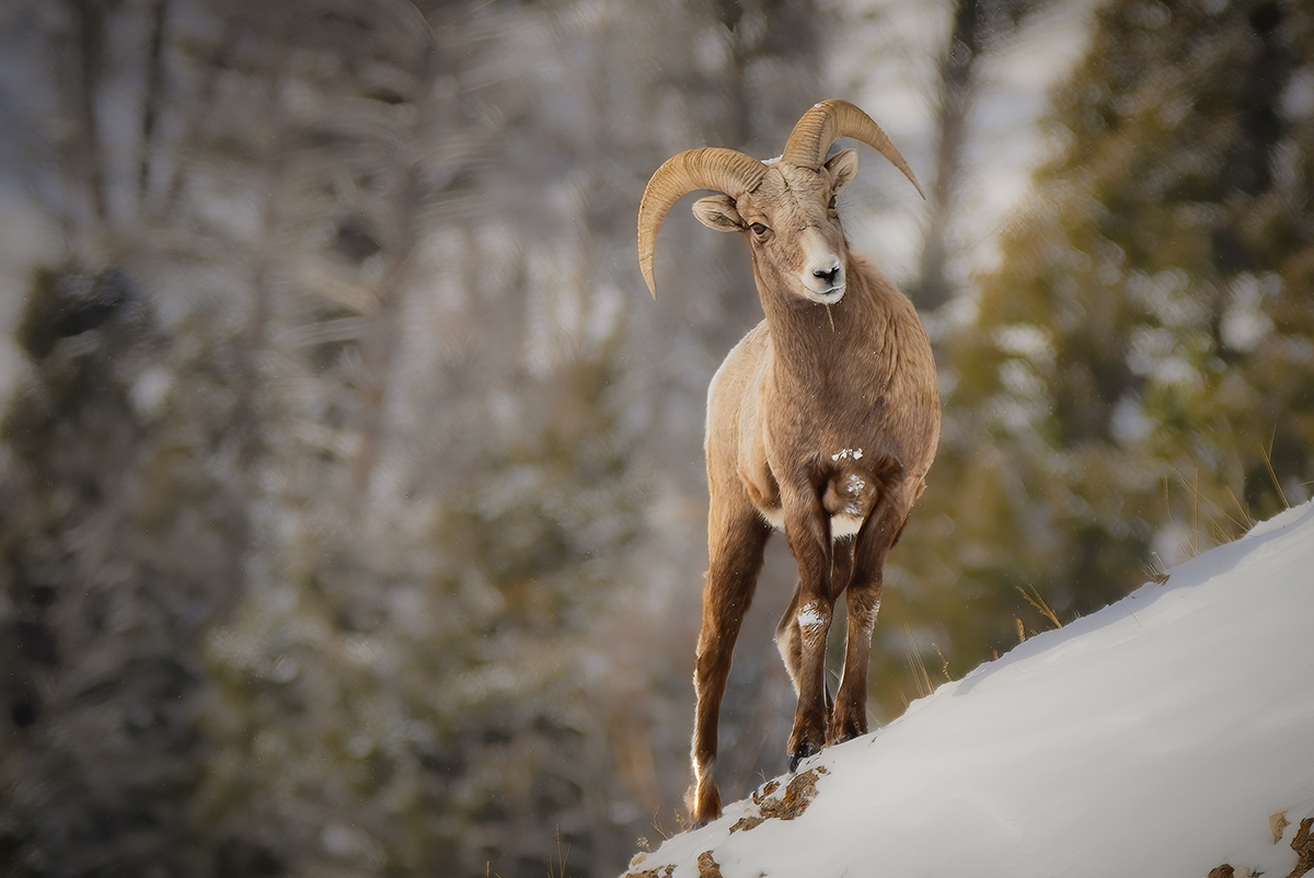 Big Horn Sheep in Yellowstone