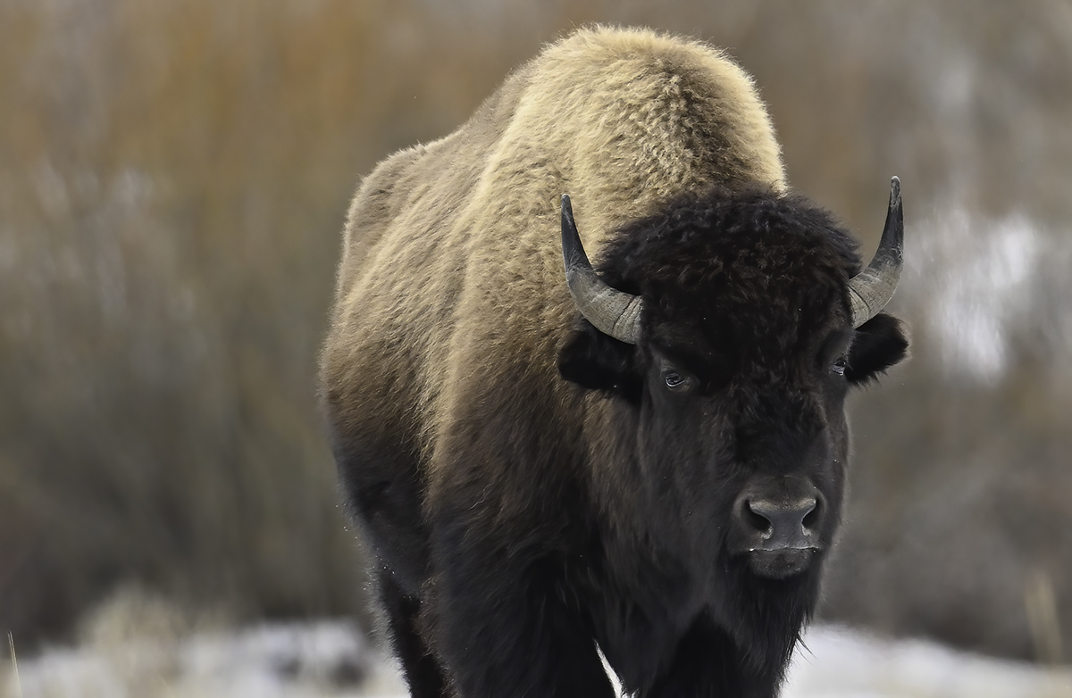 Bison In Yellowstone National Park