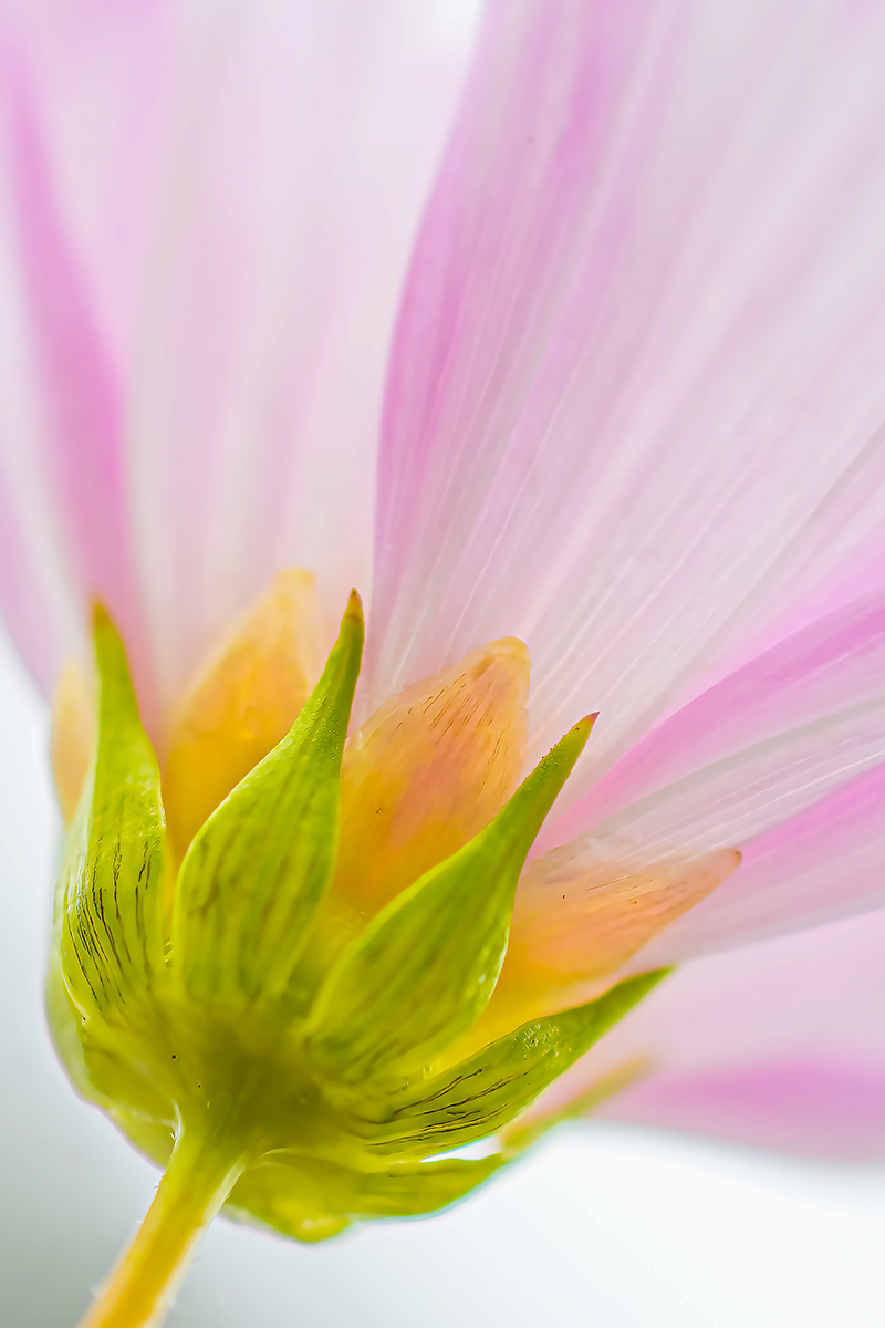 Close Up Of Cosmo Flower