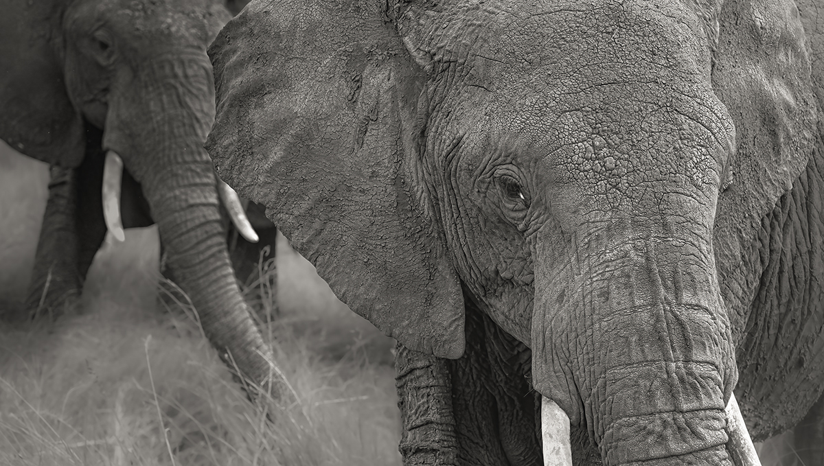 Elephants in Amboseli National Park