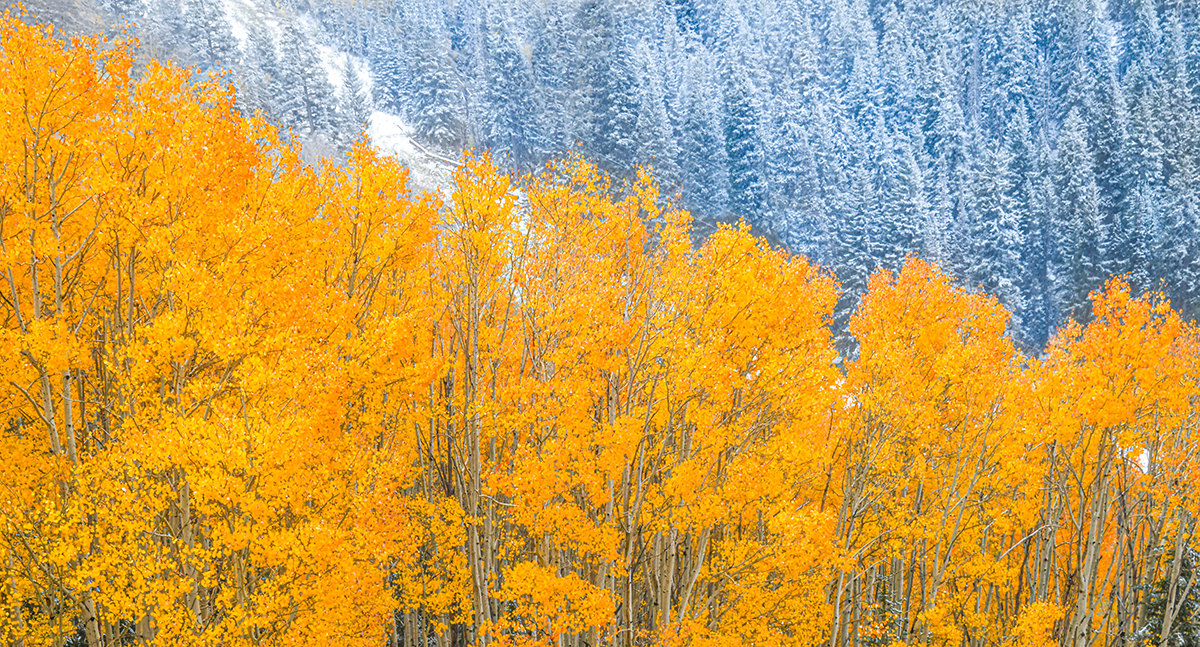 Fall In The Wasatch Mountains