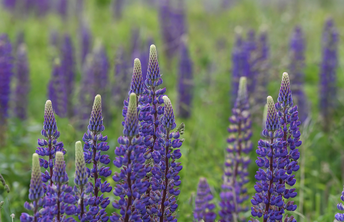 Field of Lupine Flowers