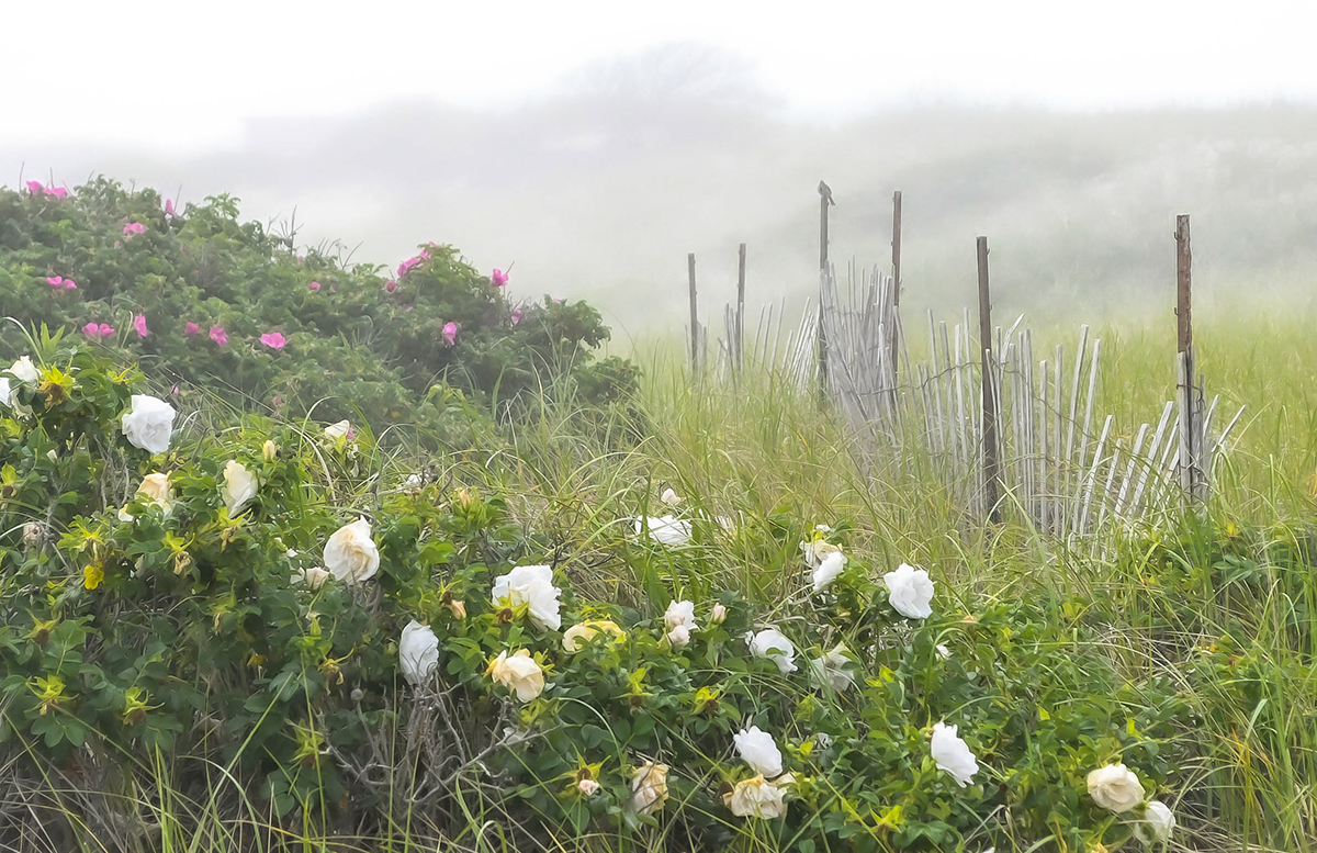 Foggy Dunes of Cape Cod