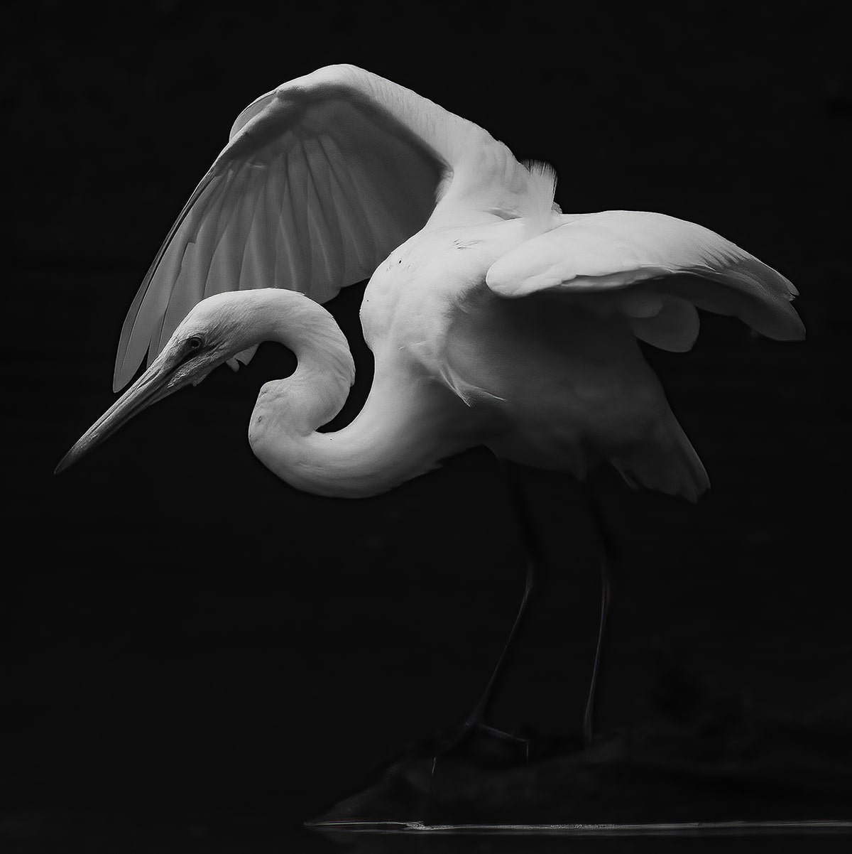 Great Egret Black and White