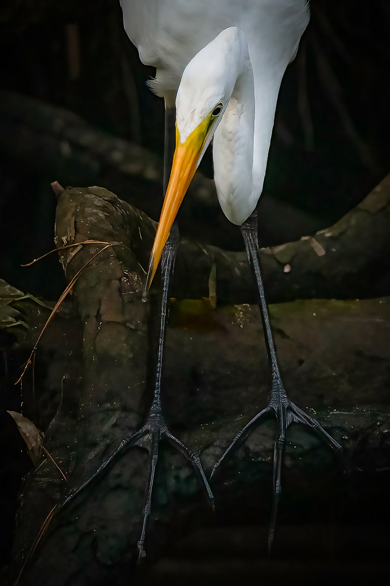 Great Egret Feet