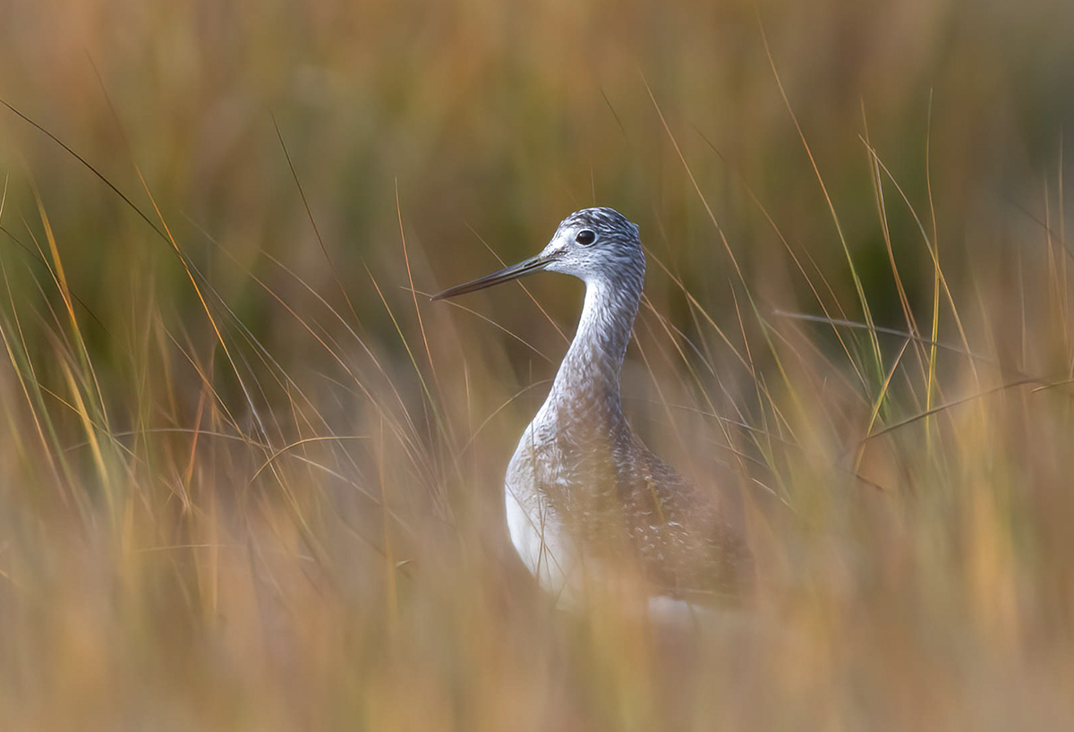 Greater Yellowlegs Cape Cod Massachusetts