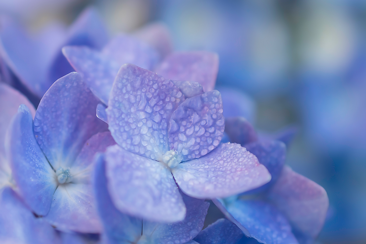 Hydrangea With Rain Droplets