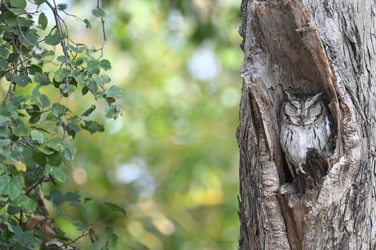 Indian Scops Owl