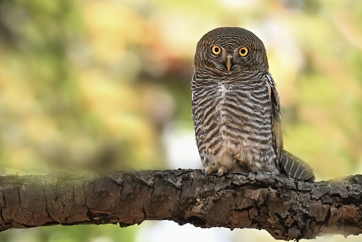 Jungle Owlet, India