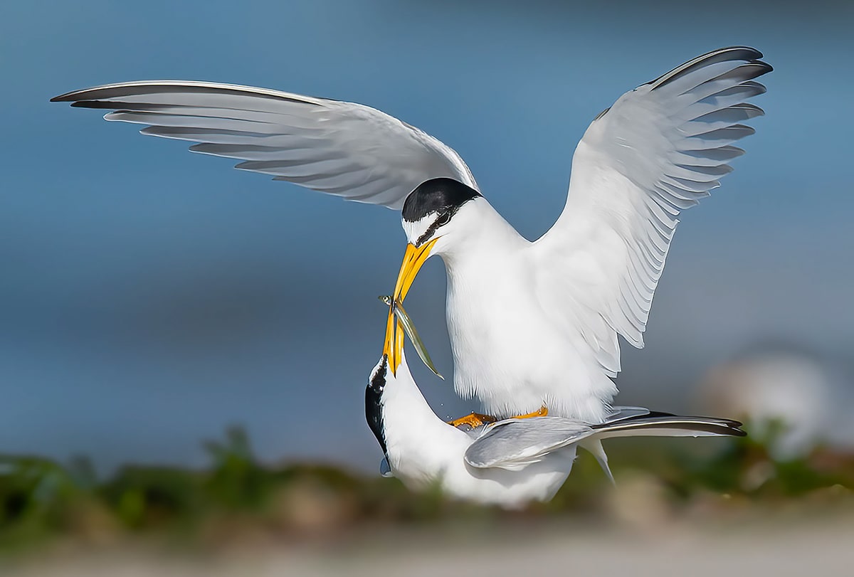 Least Tern Courtship