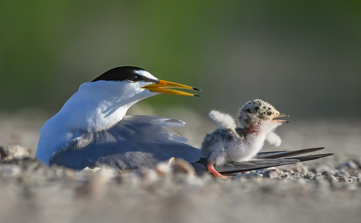 Least Tern with Chick