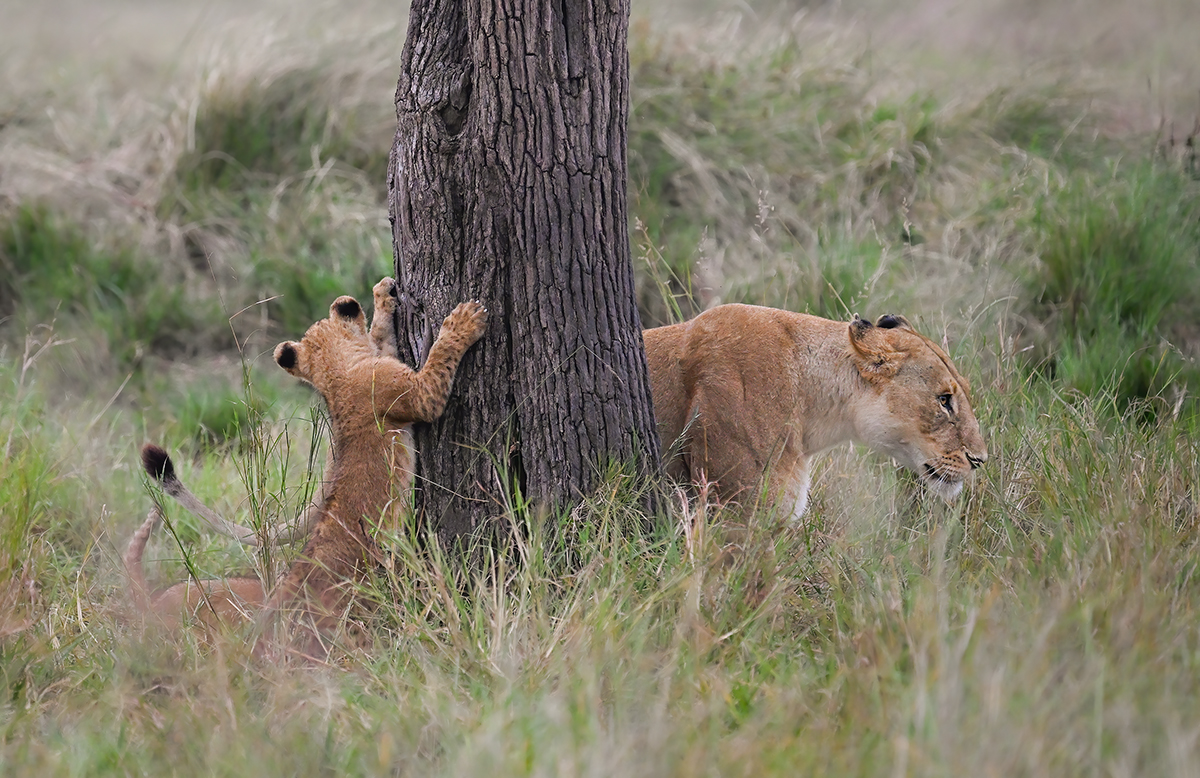 Lioness and Cubs, Kenya