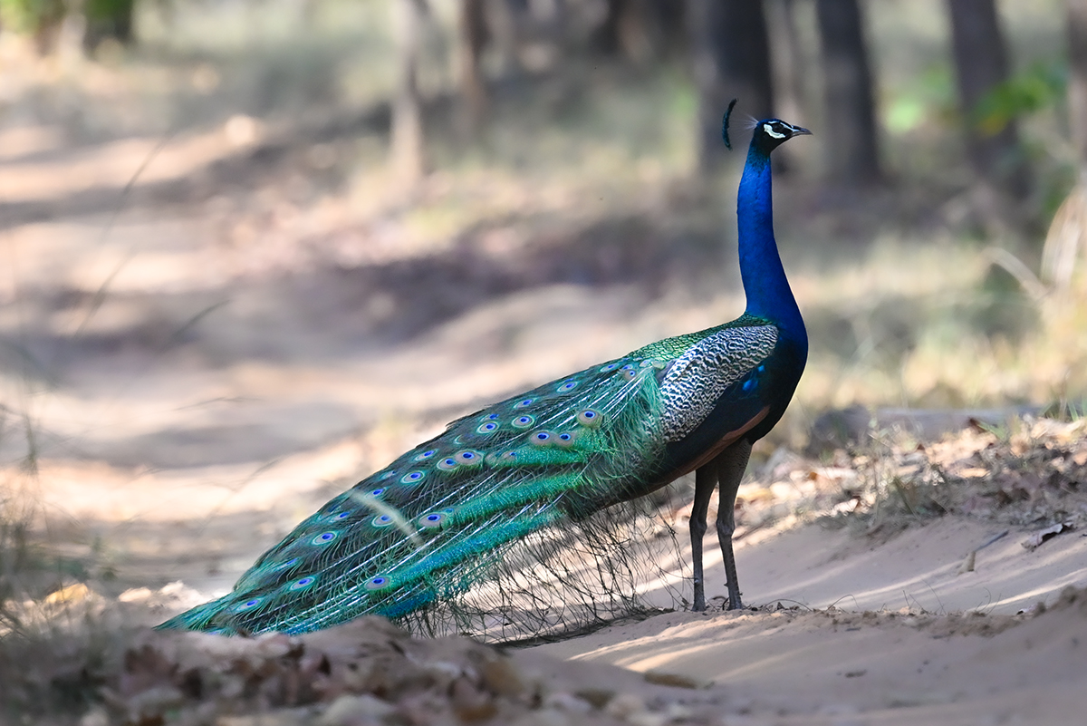 Peacock in India