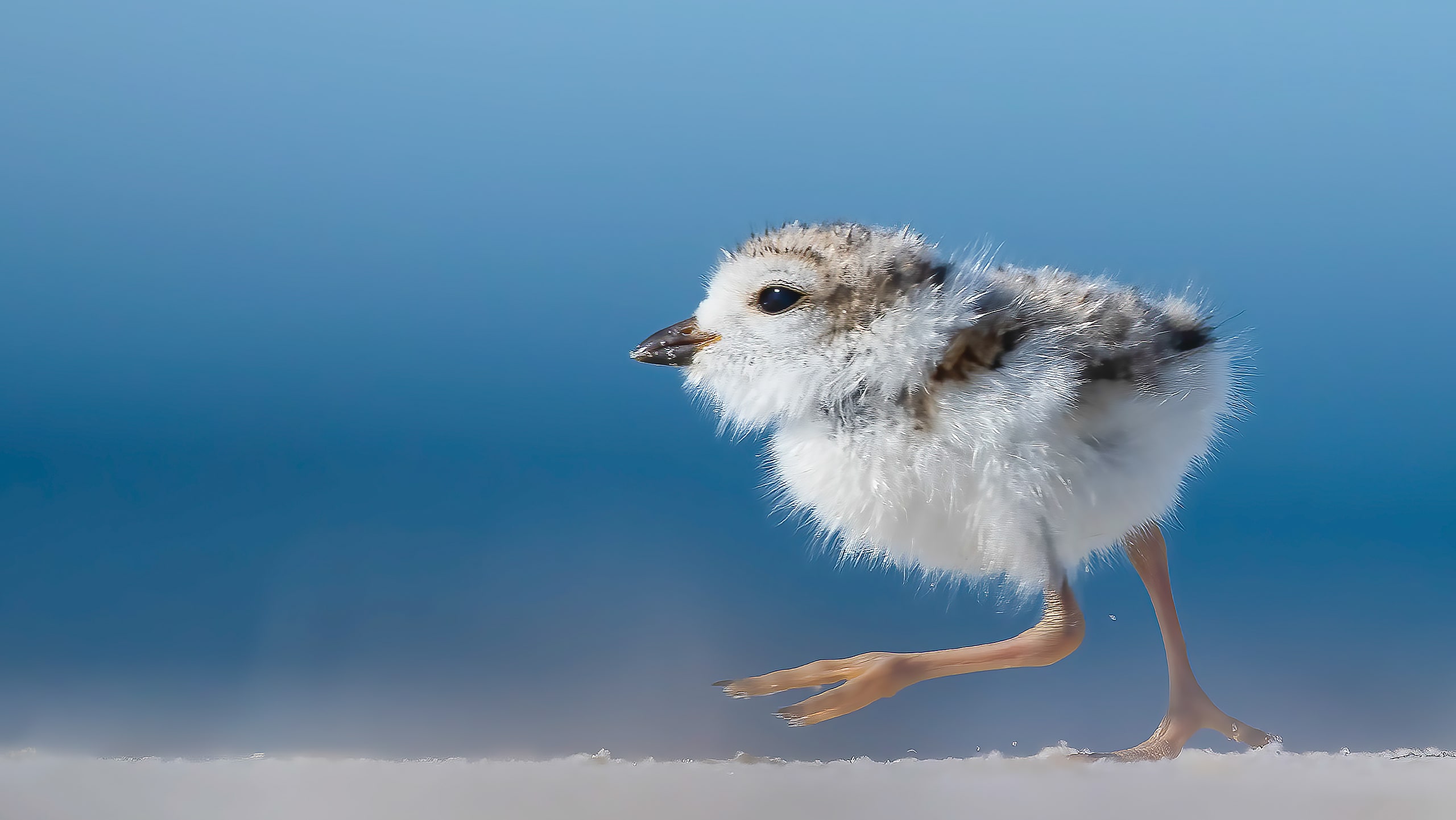 Piping Plover Chick