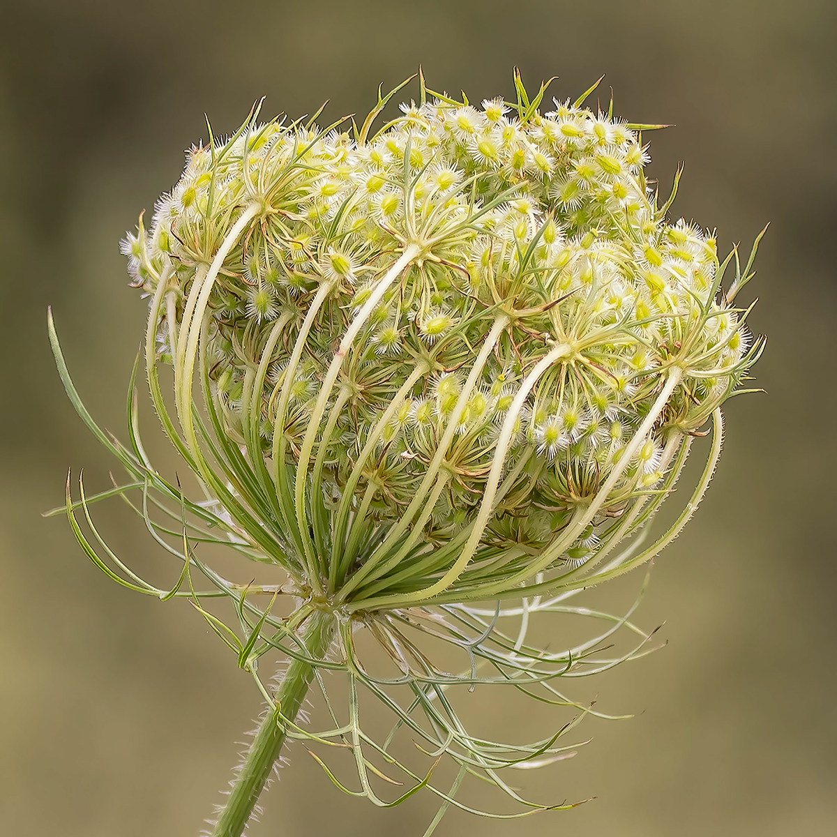 Queen Anne's Lace Bud