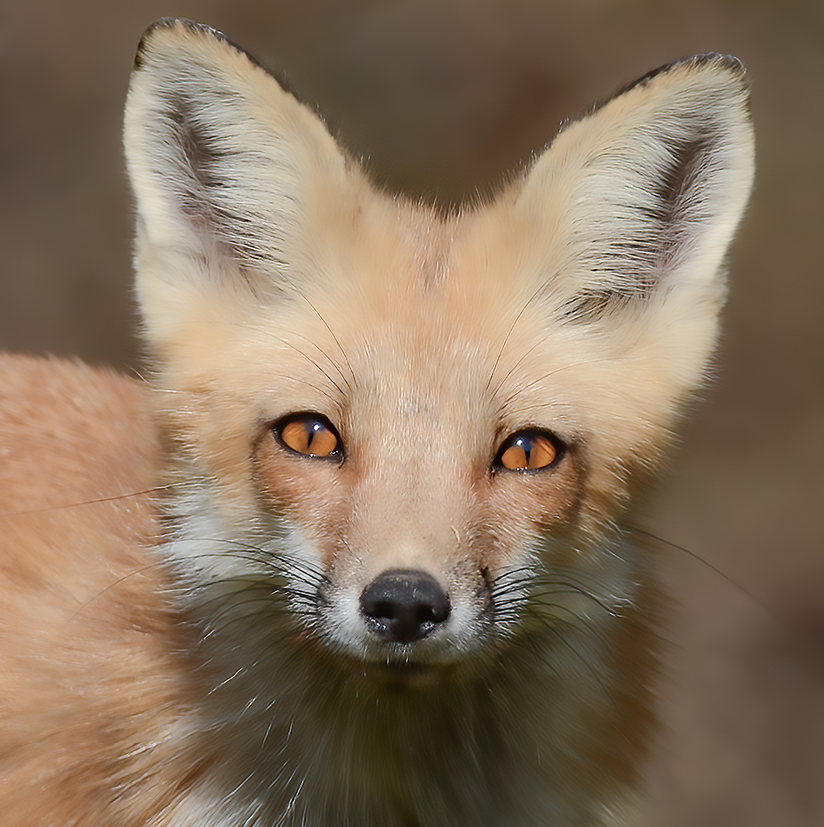 Red Fox Portrait close