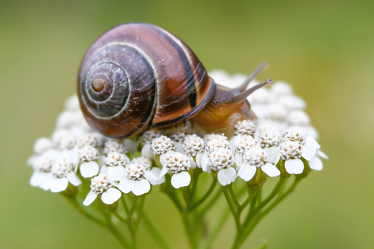 Snail On White Flower