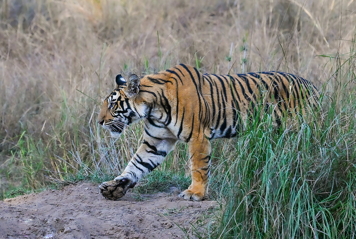 Tiger, Bandhavgarh National Park, India