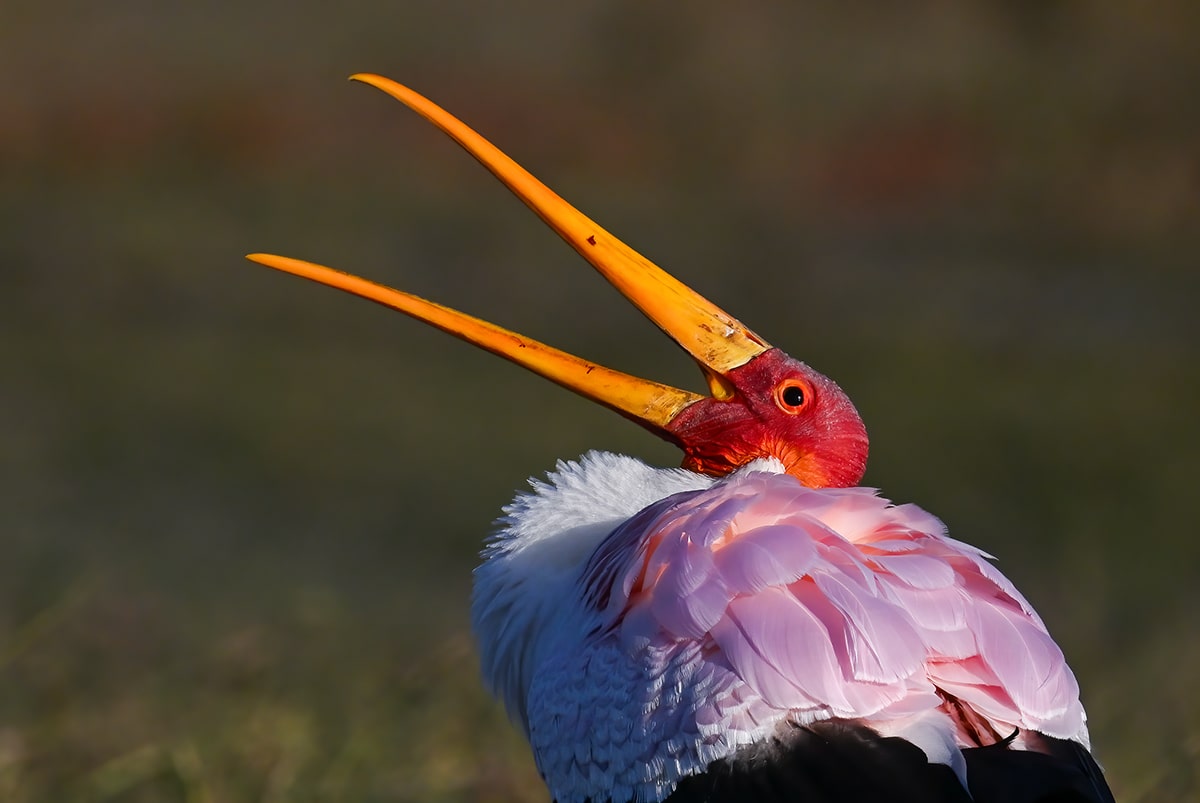 Yellow Billed Stork, Botswana