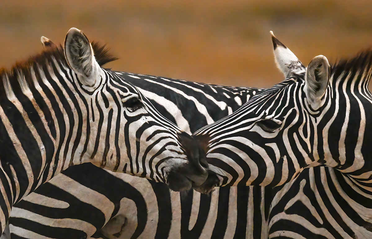 Zebras, Kenya