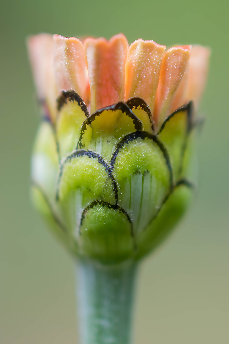 Zinnia Flower Bud