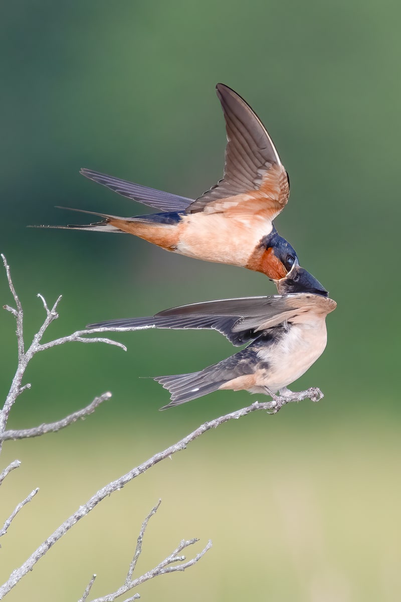 barn swallow feeding fieldling