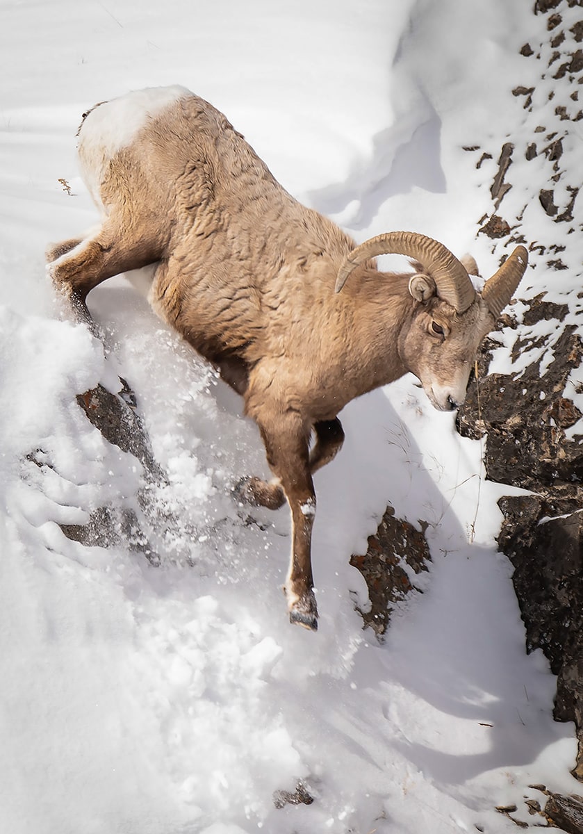 big horn sheep in snow