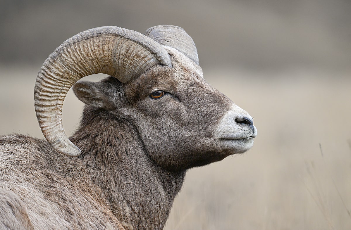 big horn sheep portrait