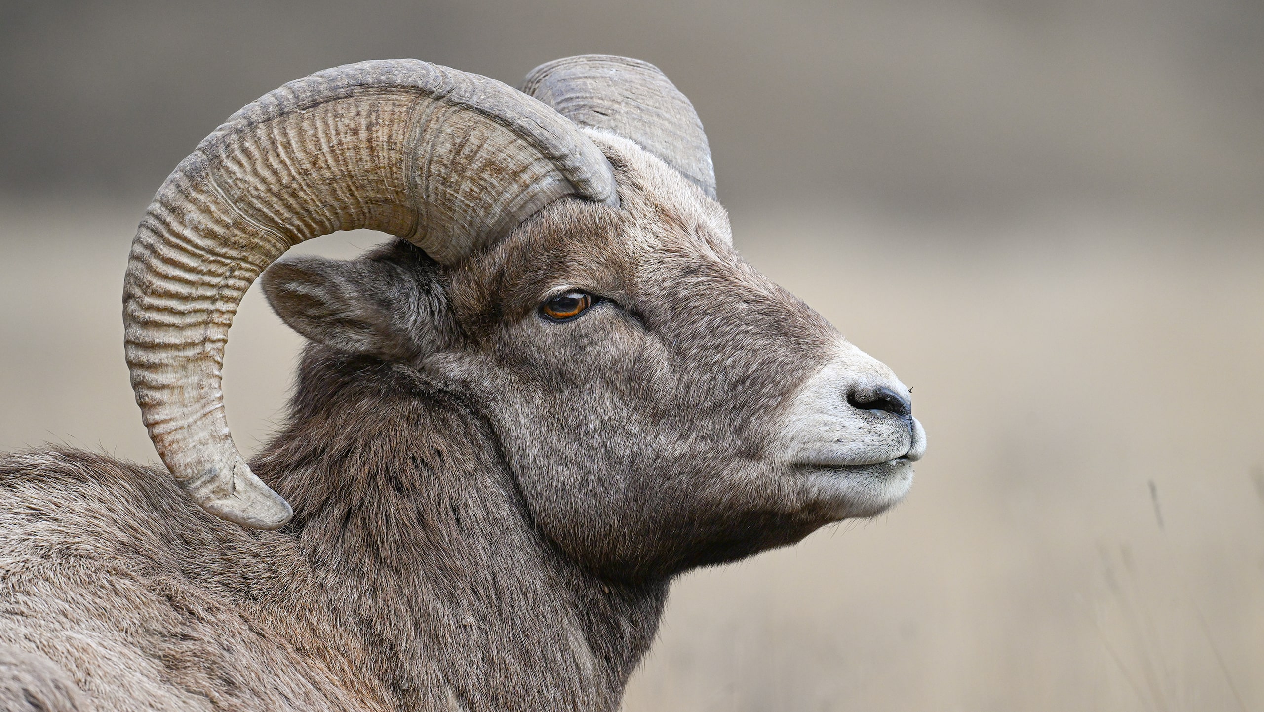 big horn sheep portrait