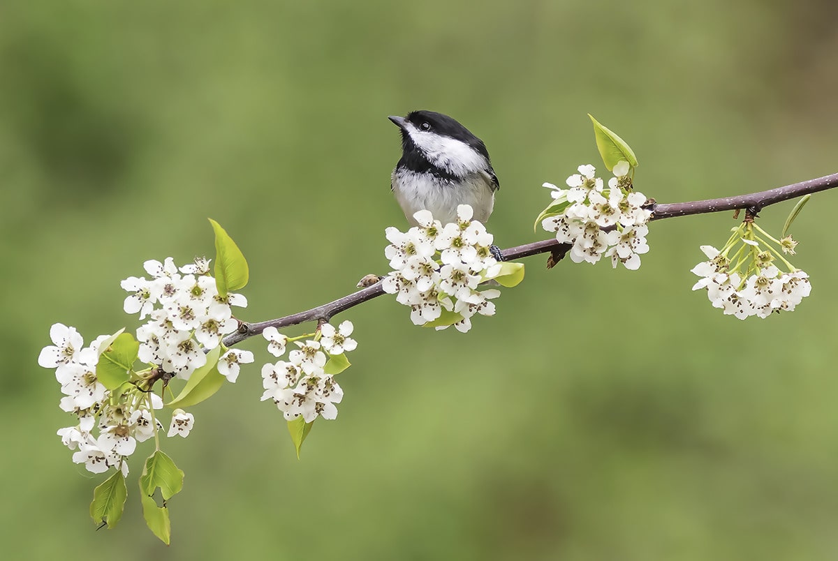 black capped chickadee perched in pear tree