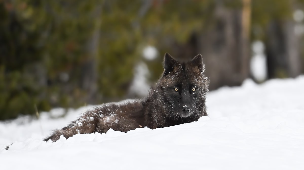 black wolf Yellowstone national park