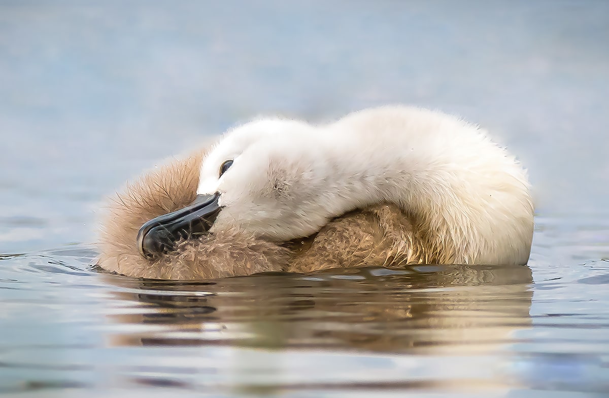 cygnet at rest