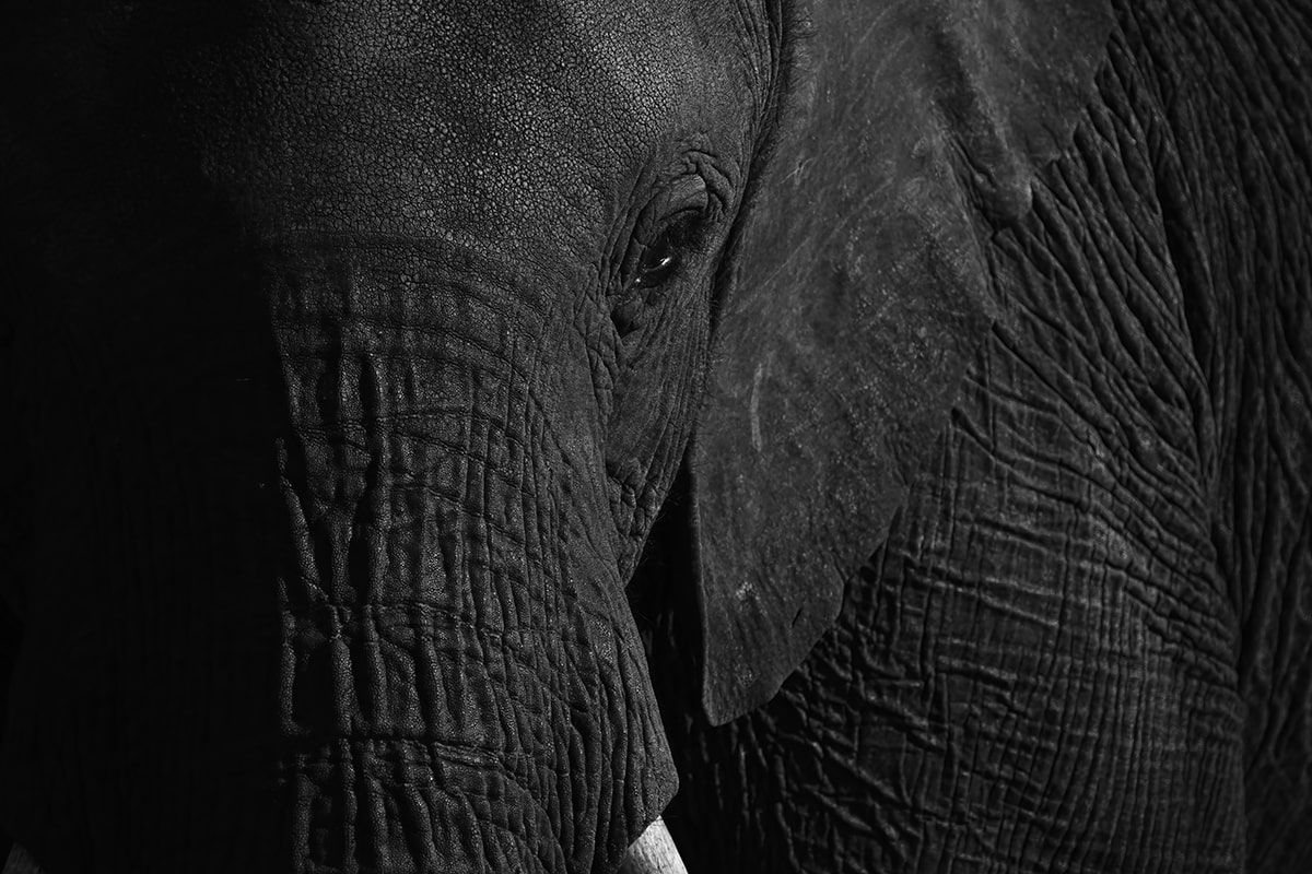 elephant close up