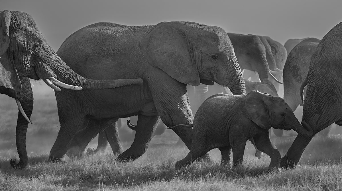 elephant herd in park of Amboseli national