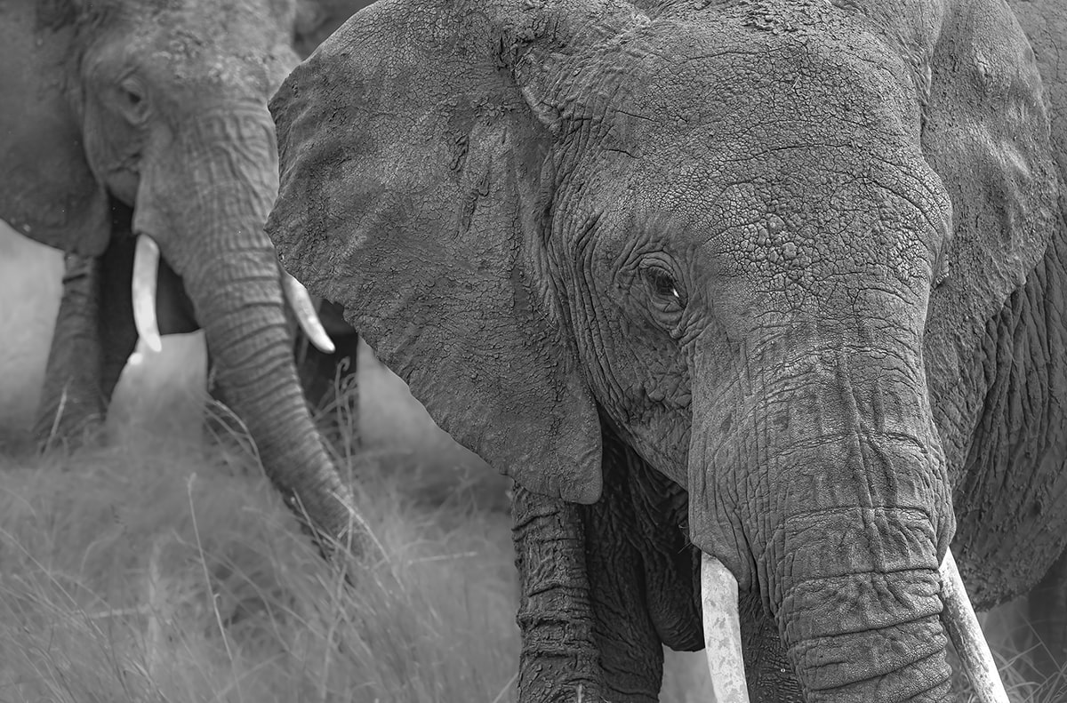 elephant herd in Africa