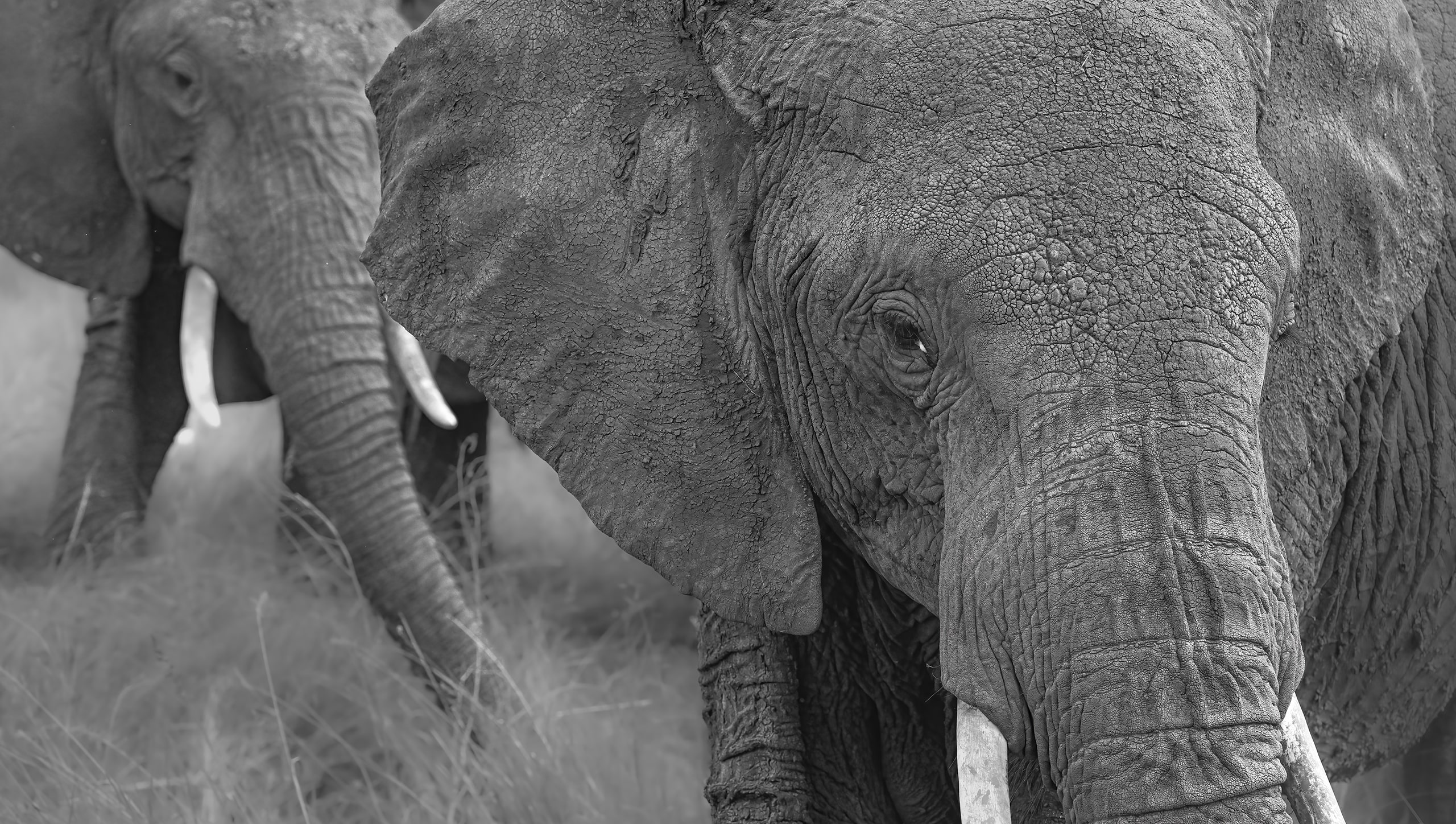 elephant in group