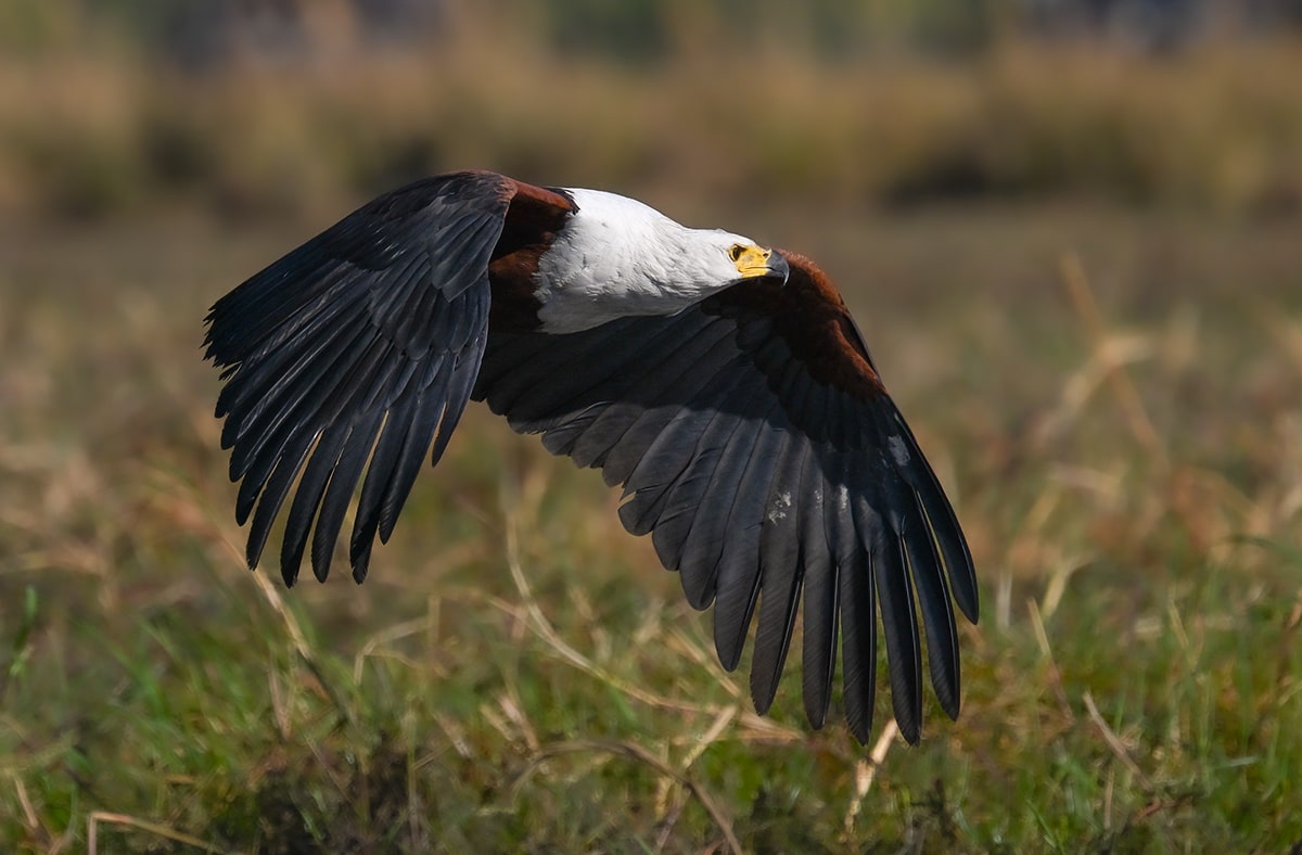 fish eagle Botswana