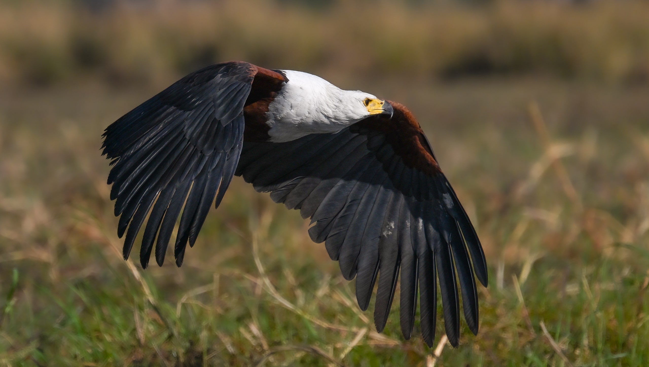 fish eagle in botswana