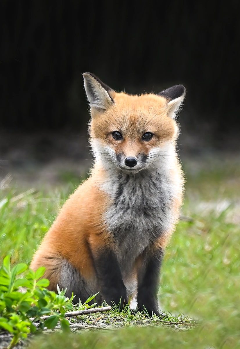 fox kit portrait