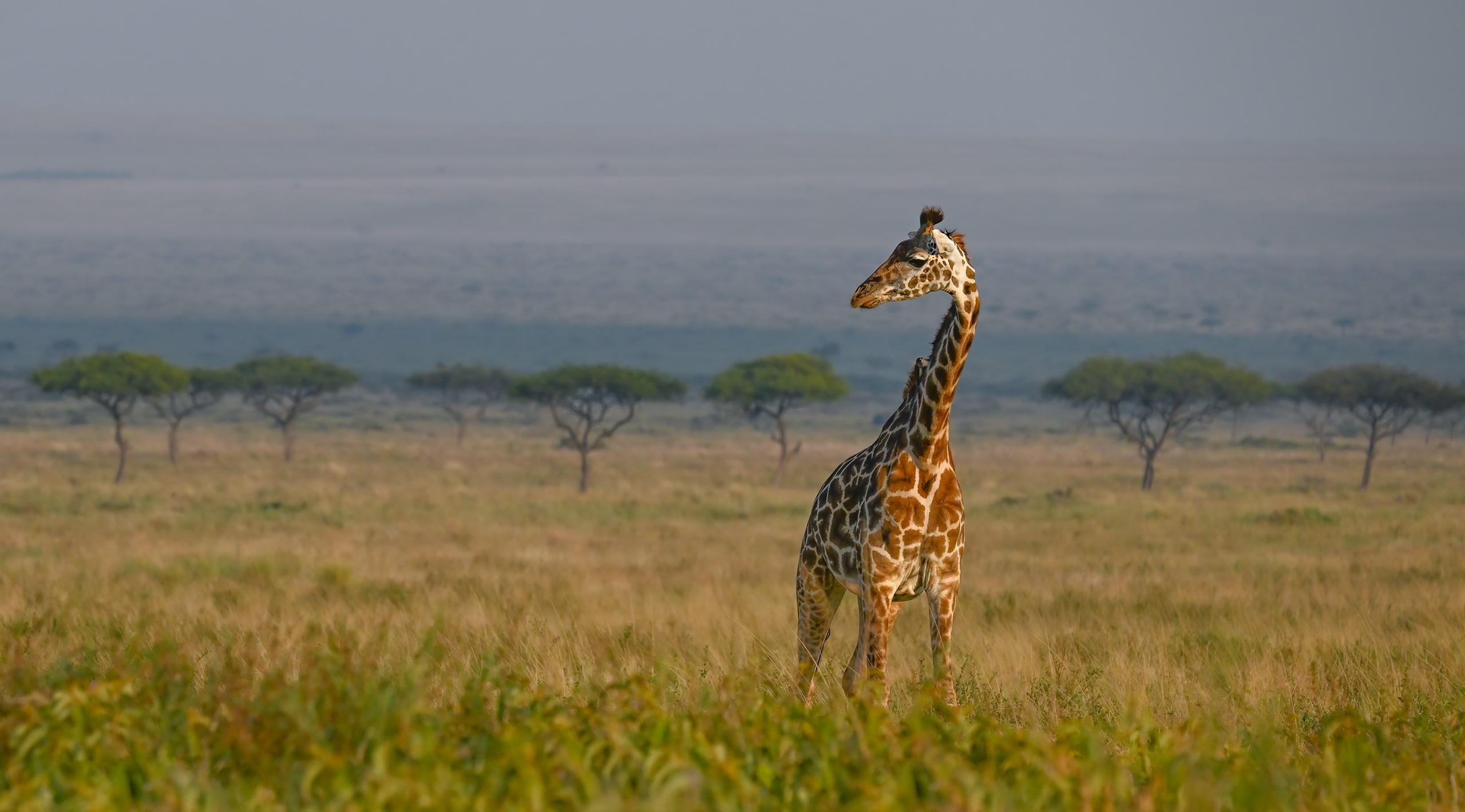 giraffe in kenya