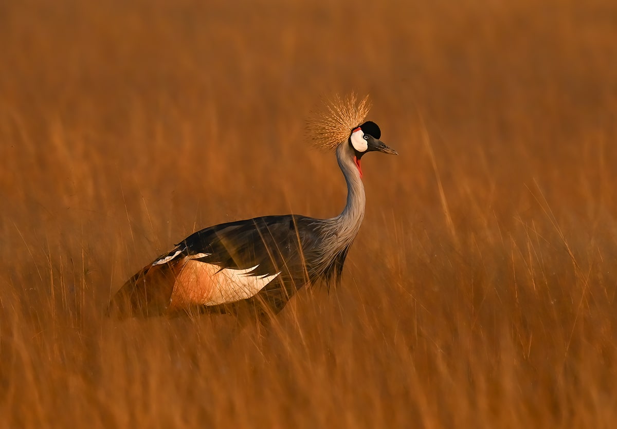 gray crowned crane