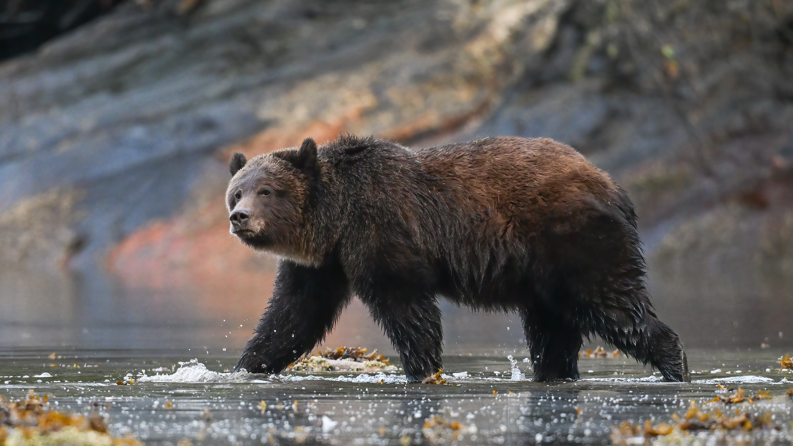 grizzly bear great bear rainforest