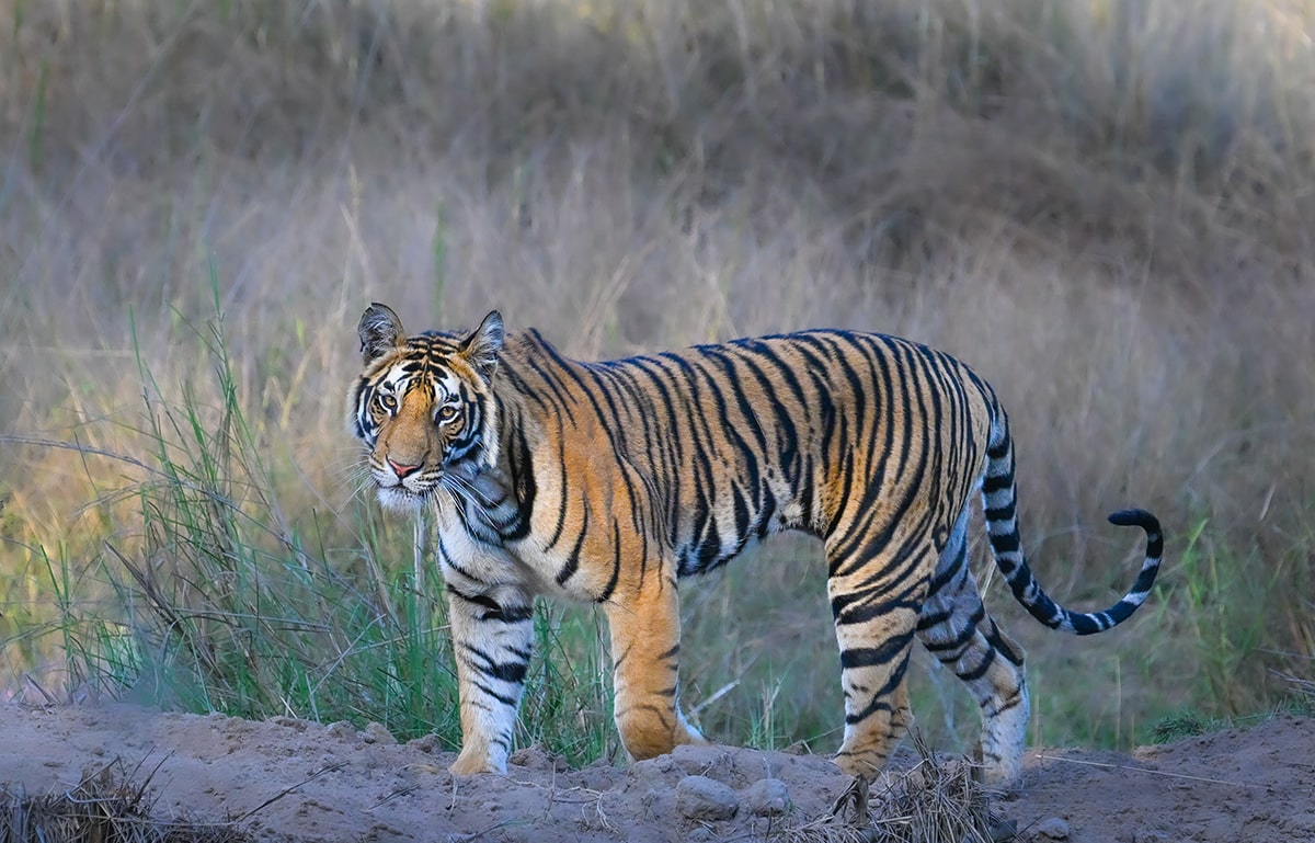 Indian Bengal Tiger