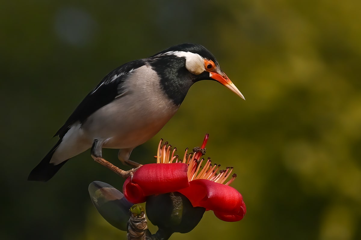 Indian pied starling