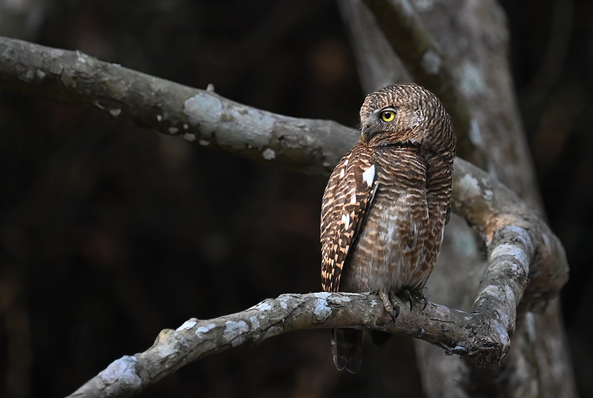 jungle owlet India